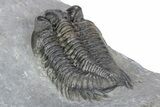 Bug-Eyed Coltraneia Trilobite Fossil - Top Quality Specimen #301716-5